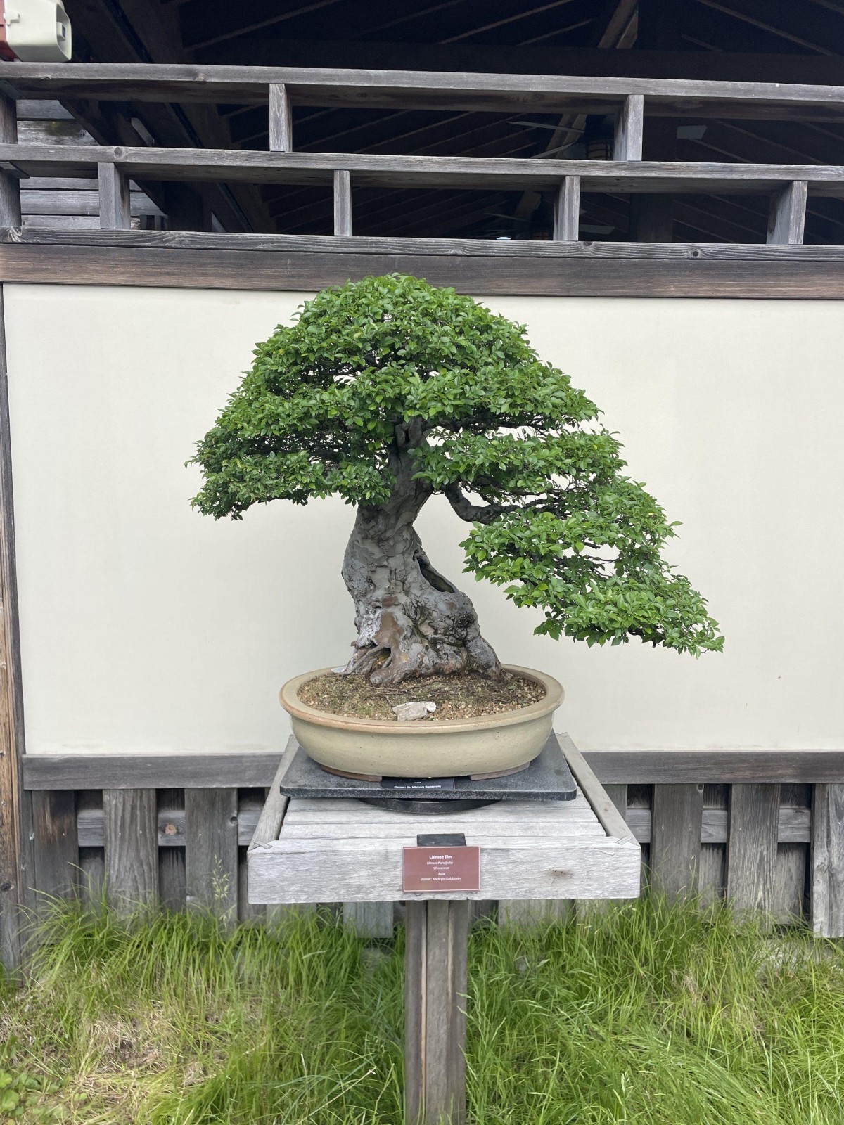 Bonsai Tree Seed Kit – 90 Seeds, 9 Different Tree Species + Growing Instructions