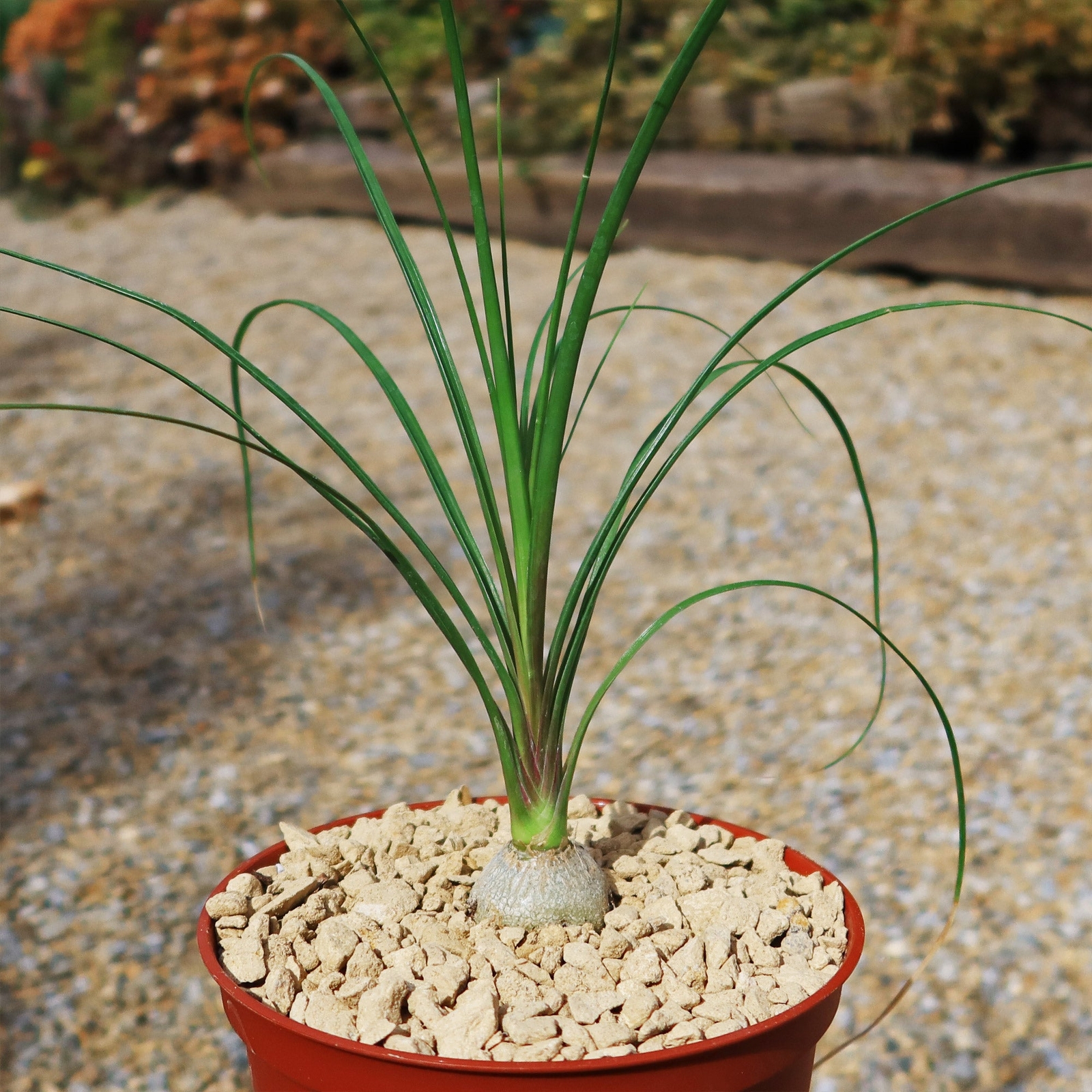 Ponytail palm ‘Beaucarnea recurvata’ cactus Cacti Succulent real live plant