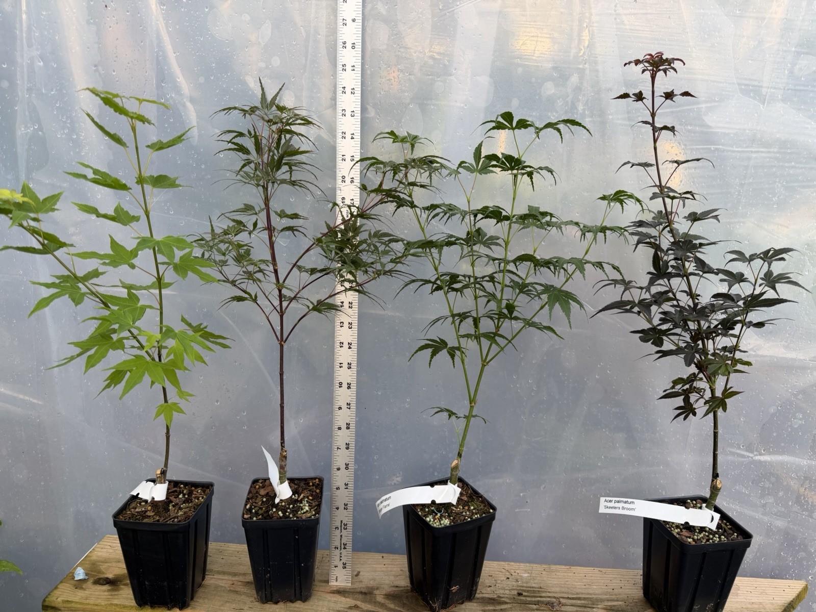 2 Japanese Maples, you choose, liner size – Your choice off list within listing