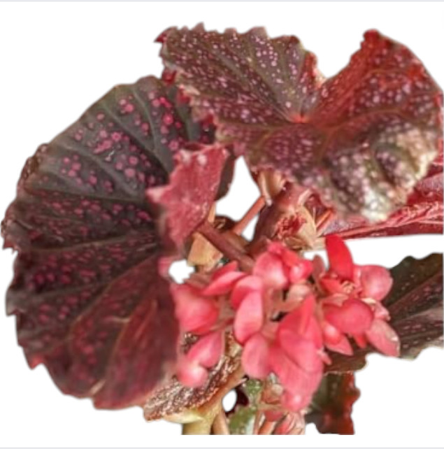 Begonia Pink Leaf with White Spots Live Starter Plant size4″Pot 4-6″Tall, No Pot