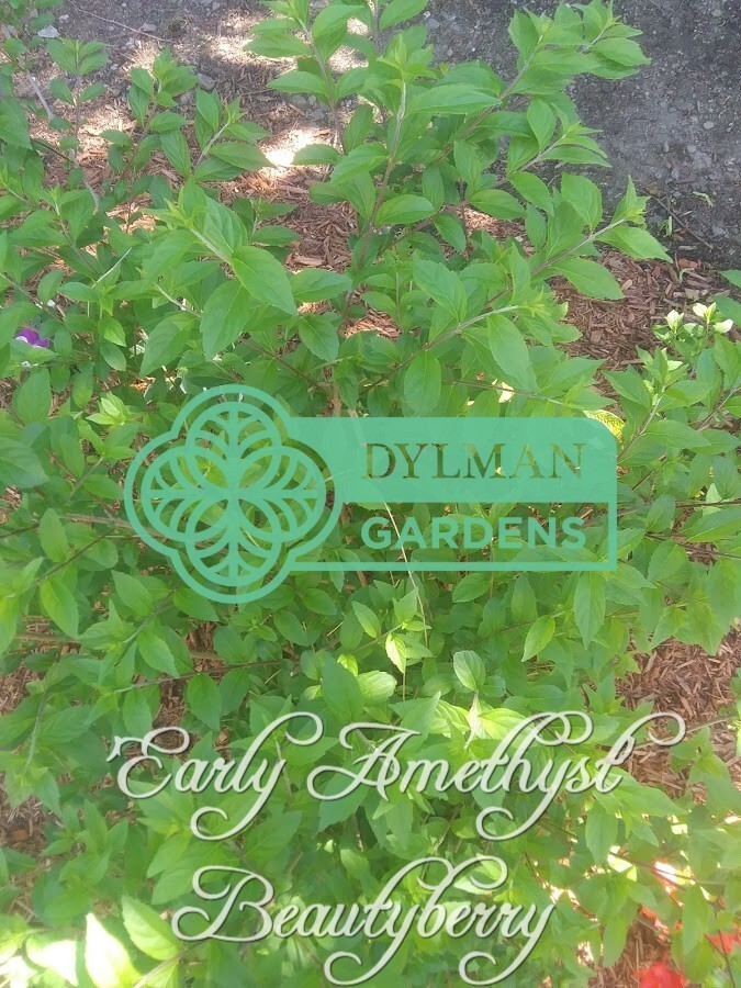 Purple Beautyberry (Callicarpa dichotoma ‘Early Amethyst’) – Multiple Sizes