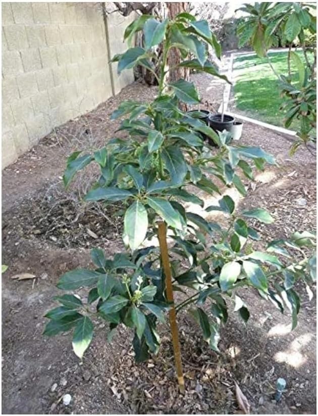 Live Avocado Plant Ready to Plant Healthy Fruit Tree Outdoor