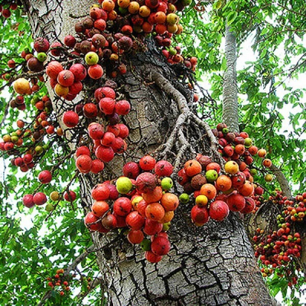 10 Ficus Racemosa Cluster Fig Seeds Ultra Unique Exotic!