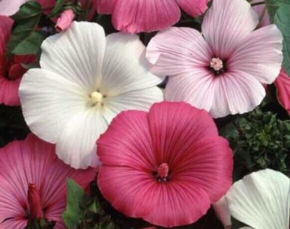 Fresh Rose Mallow- Lavatera Trimestris- Lovliness- 25 seeds