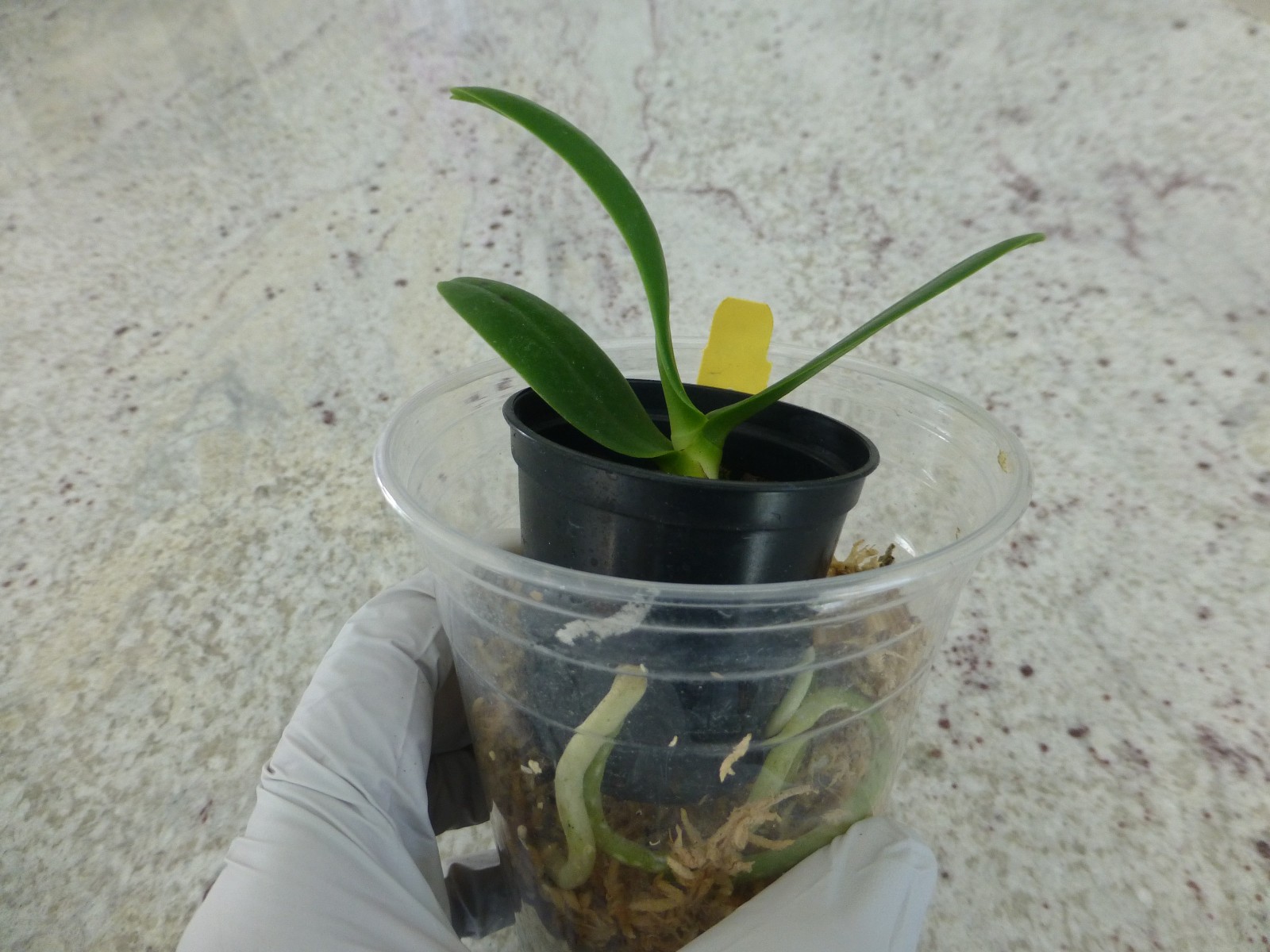 Phalaenopsis Orchid Phalaenopsis (Sedirea) japonica x sib, BS In Pot