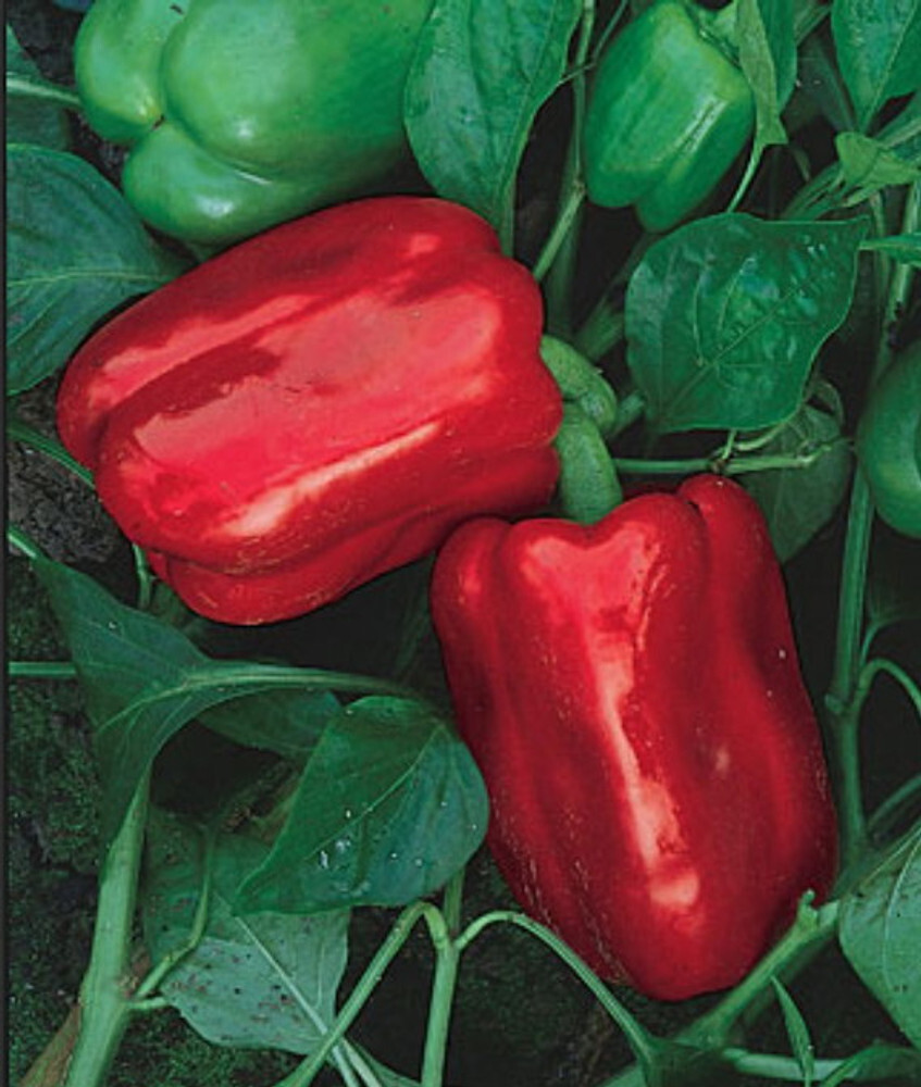 Chinese Giant Sweet Pepper Seeds – 30 Seeds