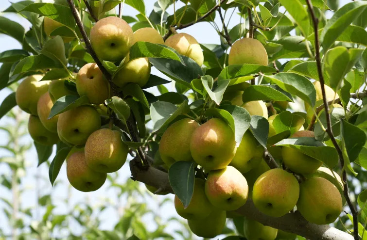 Korla Fragrant Pear tree, Bare root 庫爾勒香梨（コルラシャンリー）,库尔勒香梨