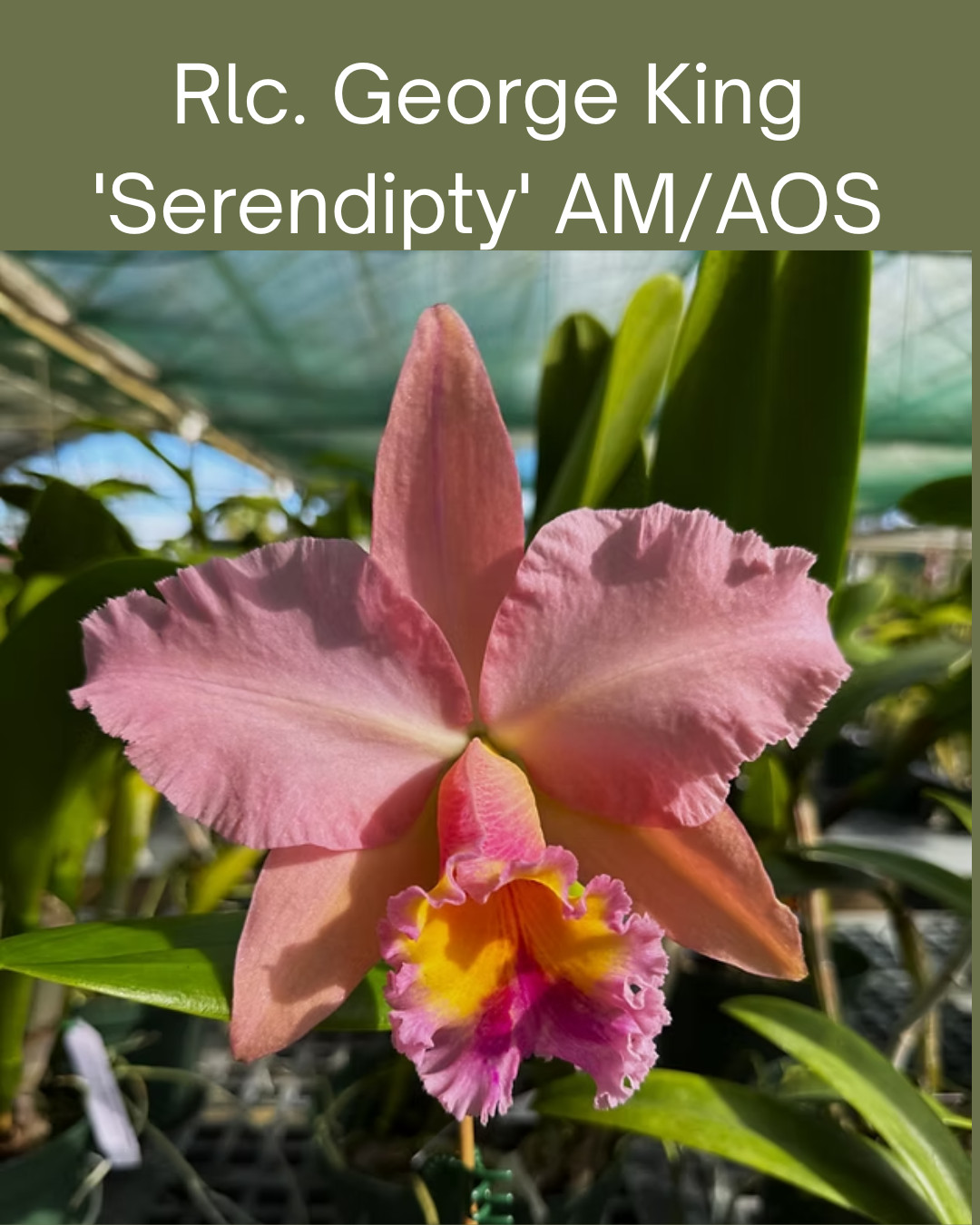 Cattleya Rlc. george king ‘serendipity’ AM Awarded, 2″ pot, seedling, fragrant