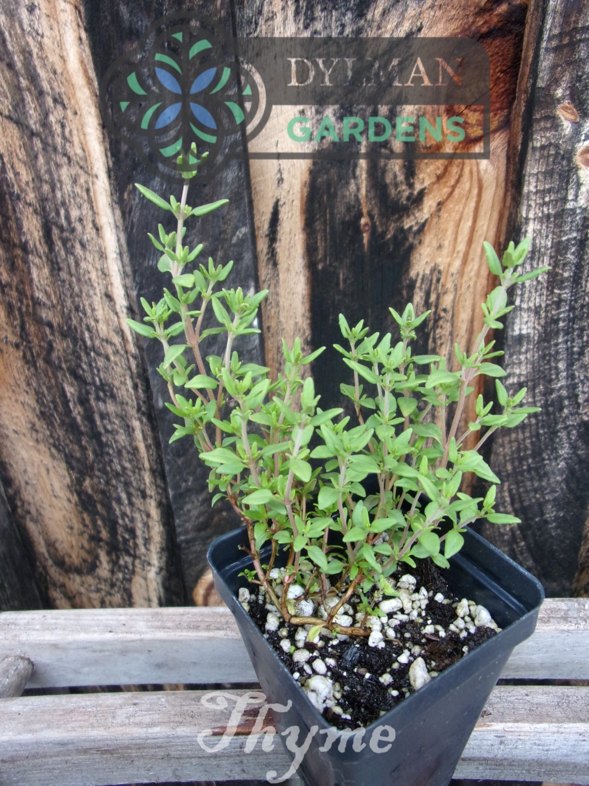 Common Garden Thyme Plant (Thymus vulgaris) Culinary Herb – Multiple Sizes