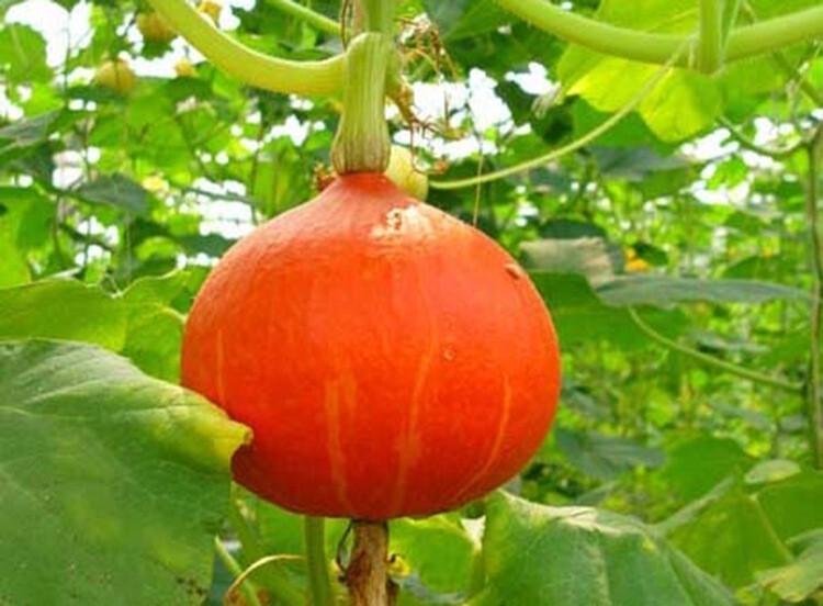 12+ Sweet Chestnut Flavor Red Pmpkin Seeds 太阳红板栗南瓜，2023年最新！