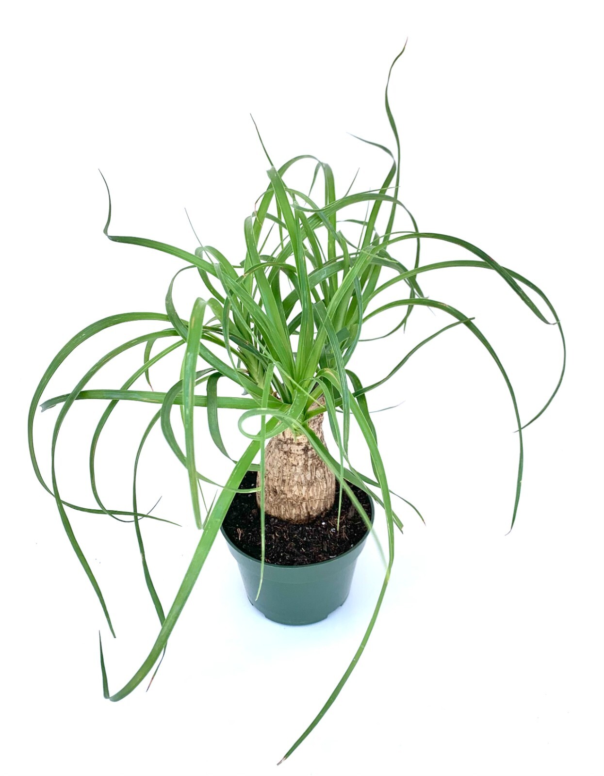 Ponytail Palm Beaucarnea Recurvata Live Potted Plant, 4” Pot