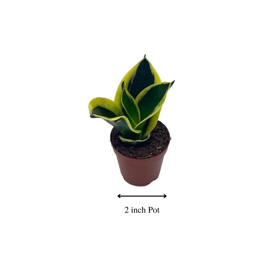 Black Gold Snakeplant, Green and Yellow Snake Plant, Variegated Sansevieria trif
