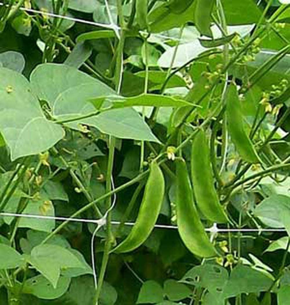 Bean Fordhook Lima Bean Seeds ,”COOL BEANS n SPROUTS”, Brand. Home Gardening