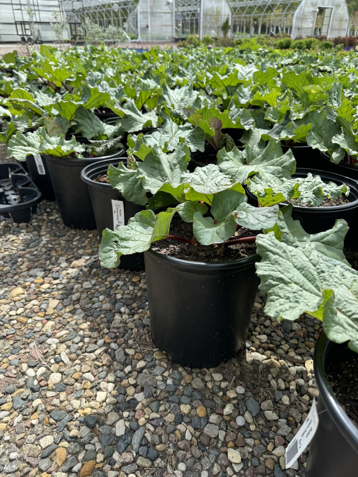 Potted Rhubarb Plant Large Established Roots 2 gal. “Chipman’s Red”