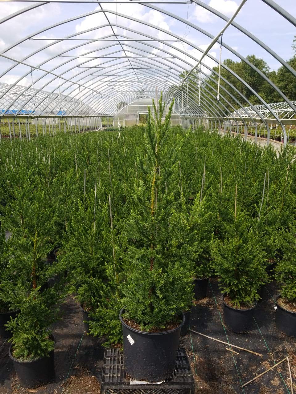 Green Promise Farms Cryptomeria Japonica Black Dragon Black Dragon Japanese