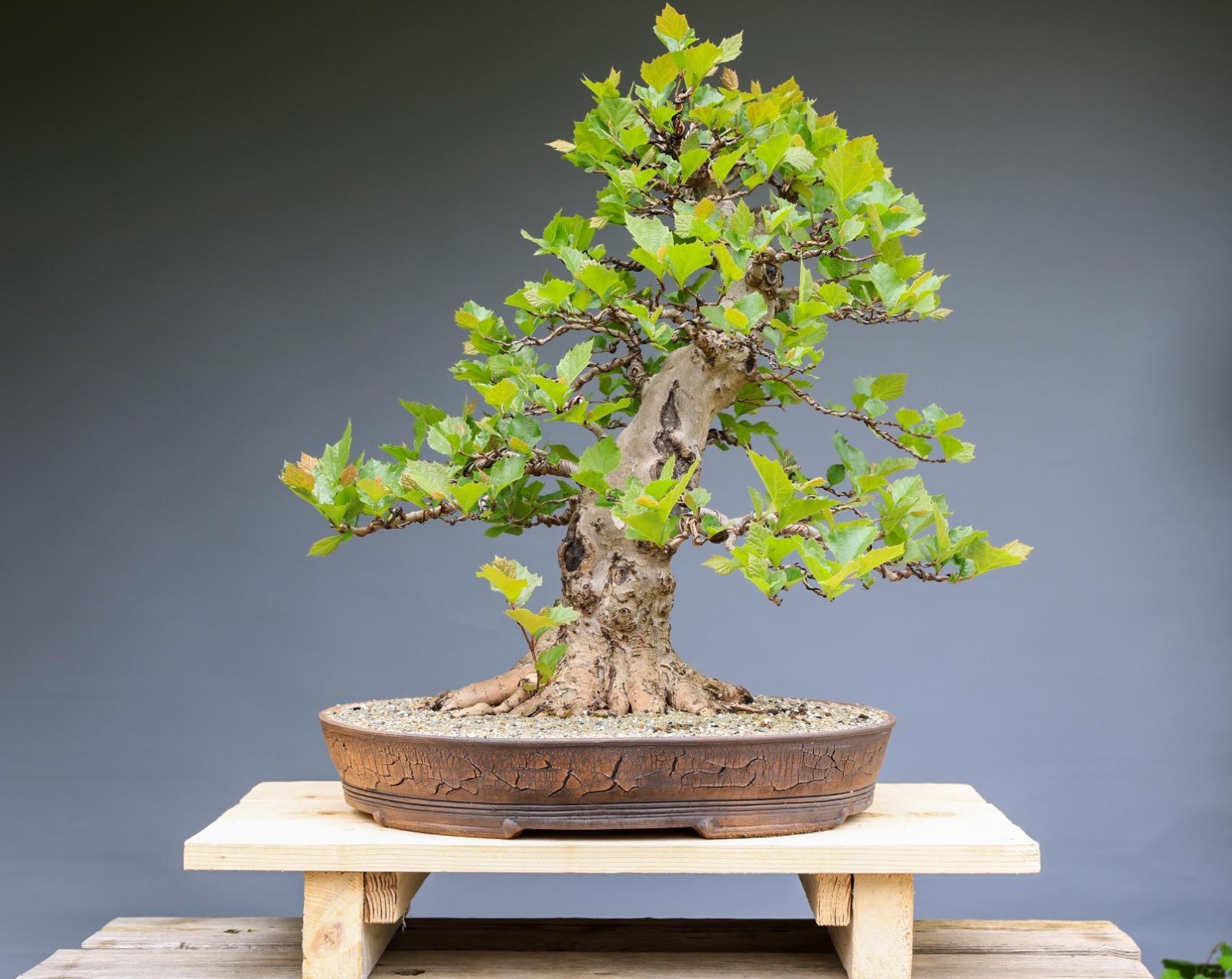 Bonsai Tree Seed Kit – 90 Seeds, 9 Different Tree Species + Growing Instructions