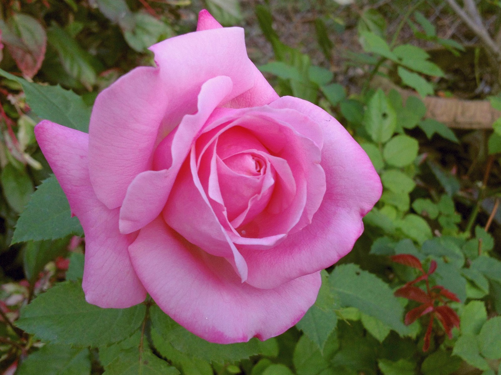 Belinda’s Dream Heirloom Rose Bush Plant Fragrant Double Pink Flower Perpetual