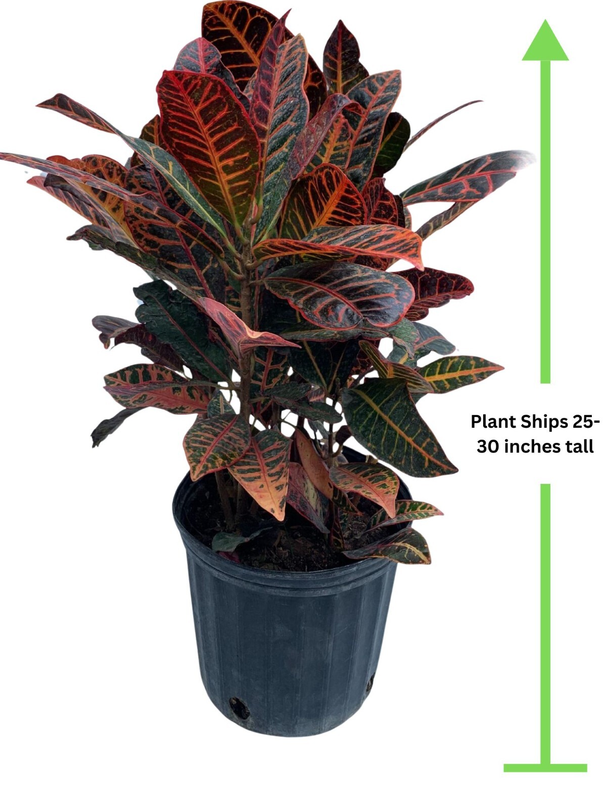 Croton Petra Live Plant 25 – 30 inches tall Tropical House Plant
