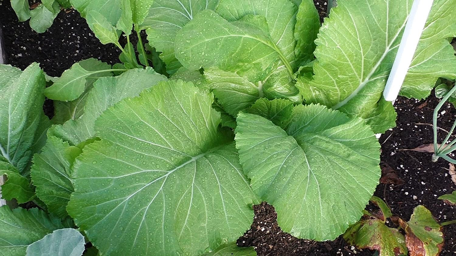 Florida Broadleaf Mustard Seeds | NON-GMO | Heirloom | Fresh Garden Seeds