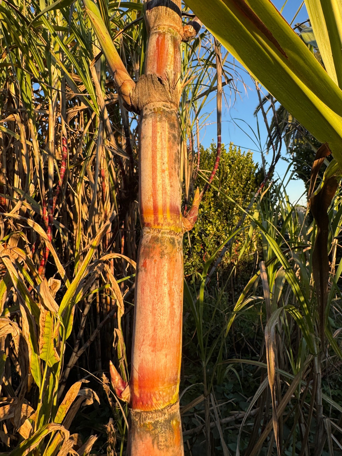 1 plant in 4″ Pot purple ribbon Sugarcane, Rooted Plants Soft Chewing Sugarcane