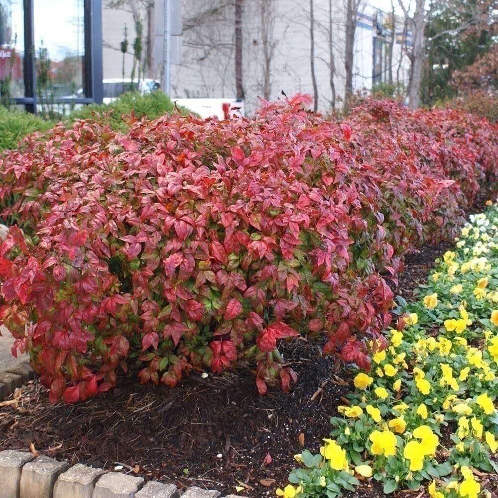 Nandina Firepower | 3 Gallon | Nandina domestica | Low Maintenance | Hardy Plant