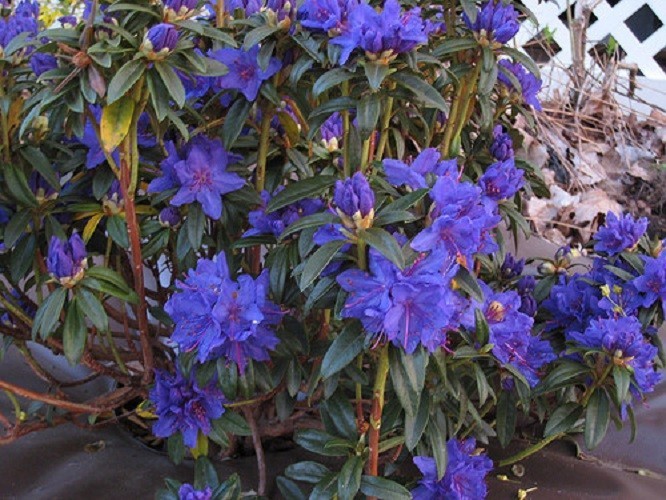 ( 1 ) – Blue Baron Rhododendron – Starter Plant ( L7 ) ( 1 live plant )