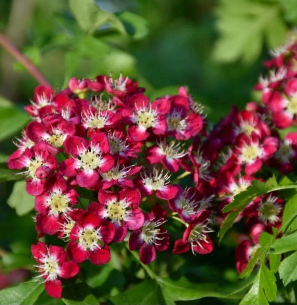 25-30″ tall Crimson Cloud Hawthorn 2 year old grafted plant, well rooted