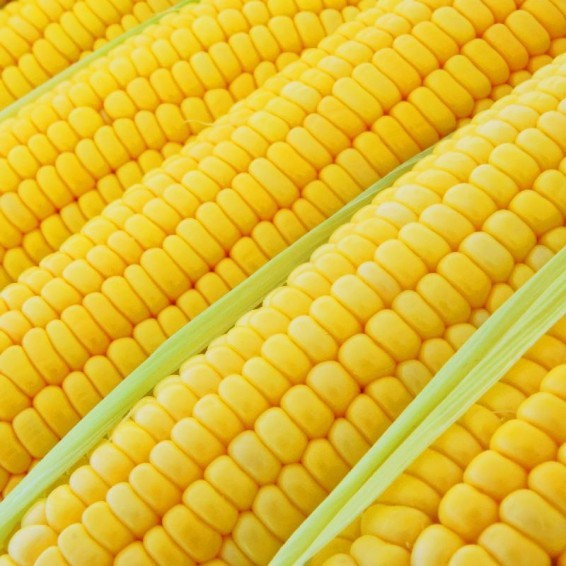 Bodacious Hybrid Yellow Sweet Corn Seeds Free Shipping!