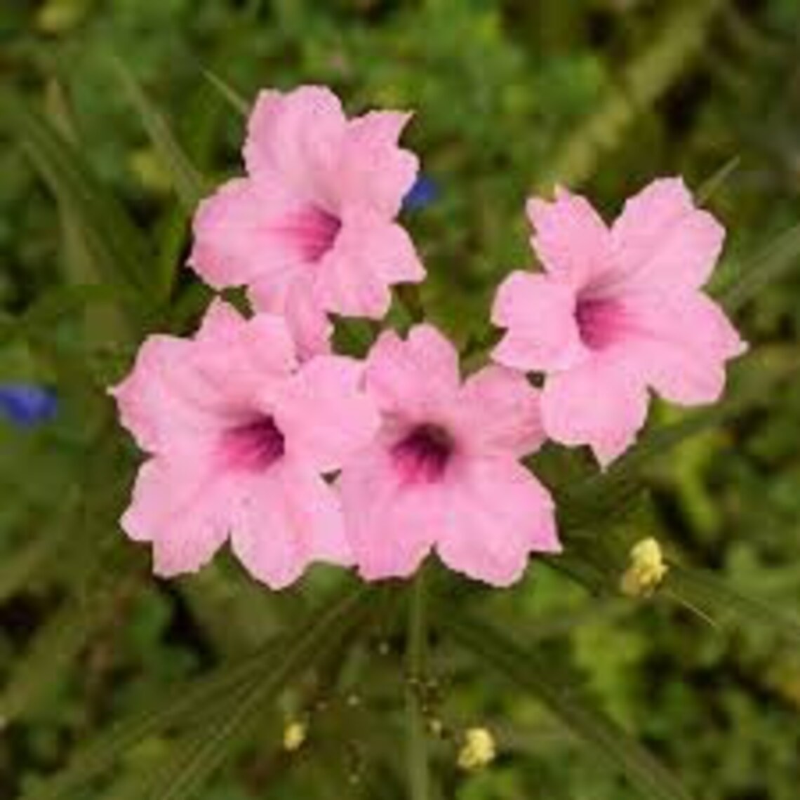 Pink Mexican Petunia/ Ruellia (6) Live potted plants with roots