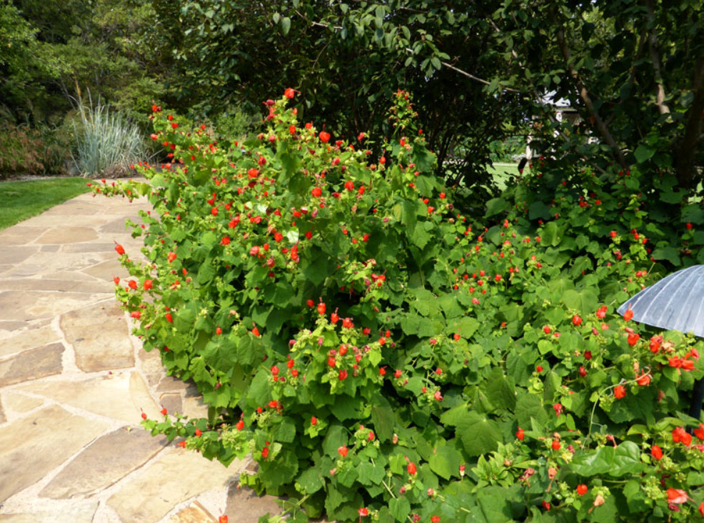 Turk’s Cap Live Plant – 1 Gallon – Fully Rooted Texas Native Shrub