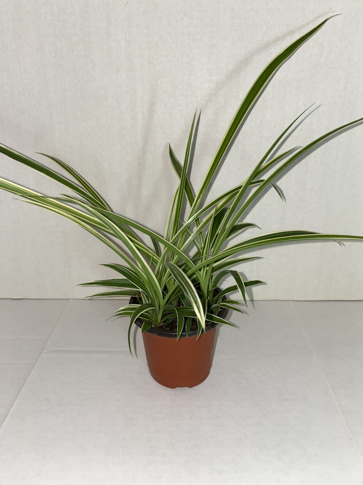 Spider Plant – Rooted Starter Plant – Easy to grow and ready to repot