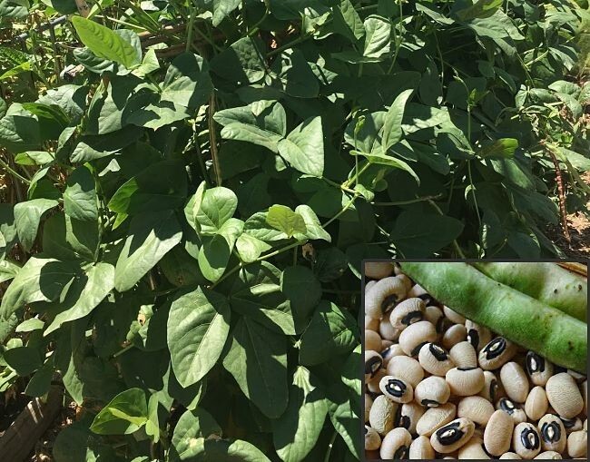 250 Black Eyed Peas Seeds, Frijol Carita, NON-GMO, garden , bean seed, lobia