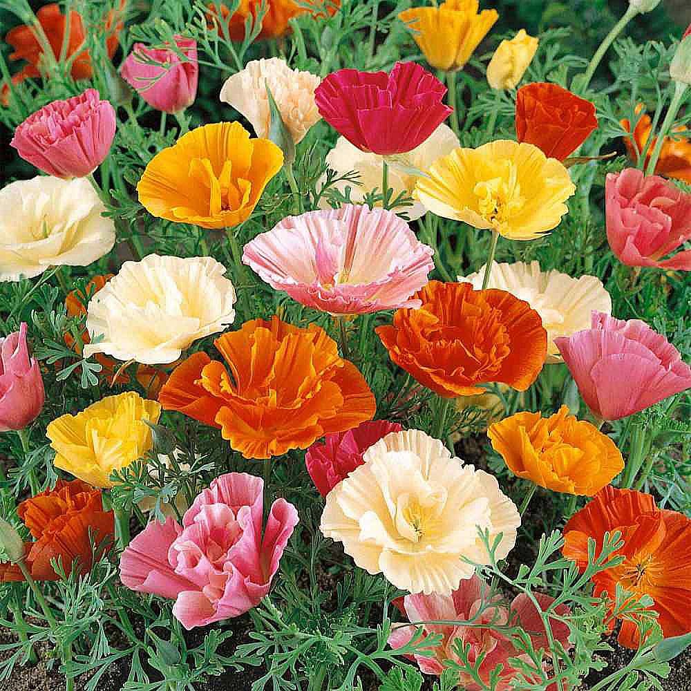 California Poppy Seeds for Planting – 3,200 Fresh Seeds – Mission Bells Mix -…