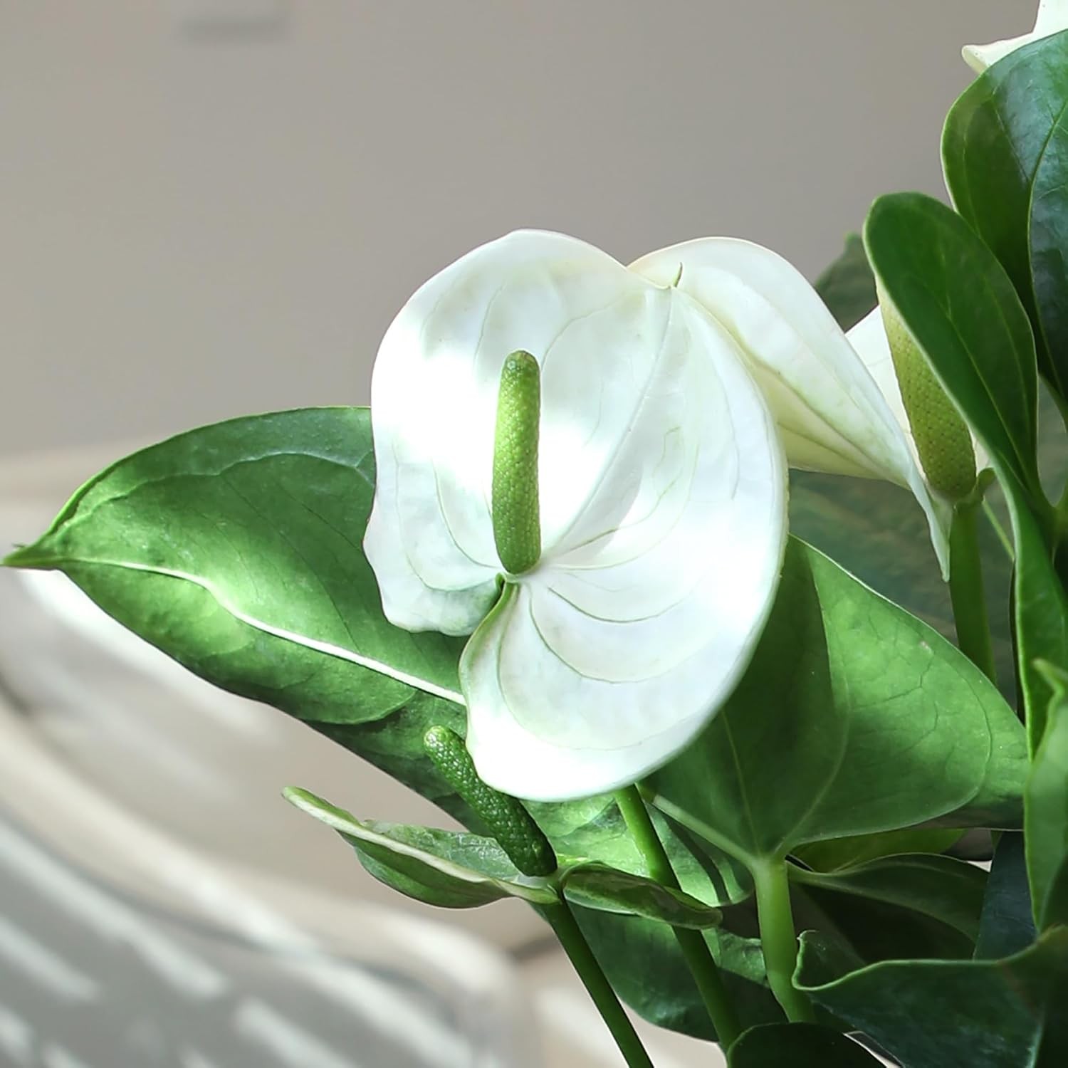 White Anthurium Live Plant (Approx. 11-14″ Tall), Real Flowers/Unique House Plan