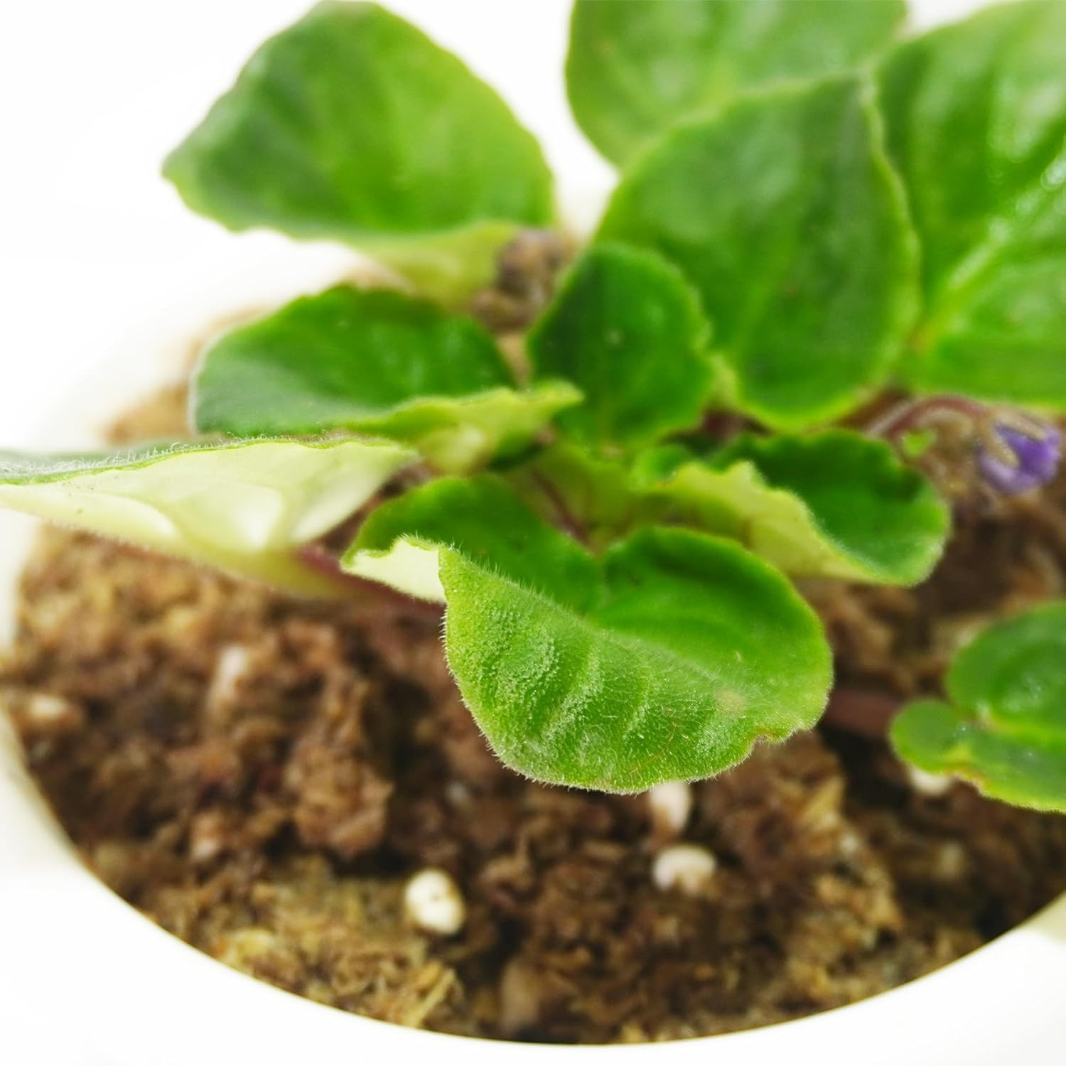2QT African Violet Potting Soil, Professionally Formulated Weakly Acidic, High H