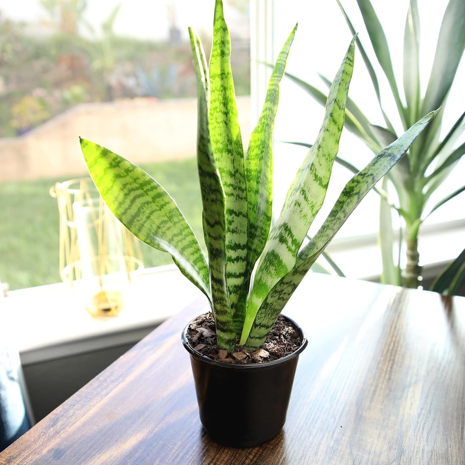 Live Snake Plant, Sansevieria Zeylanica, Indoor House Plant in Pot, Mother in…