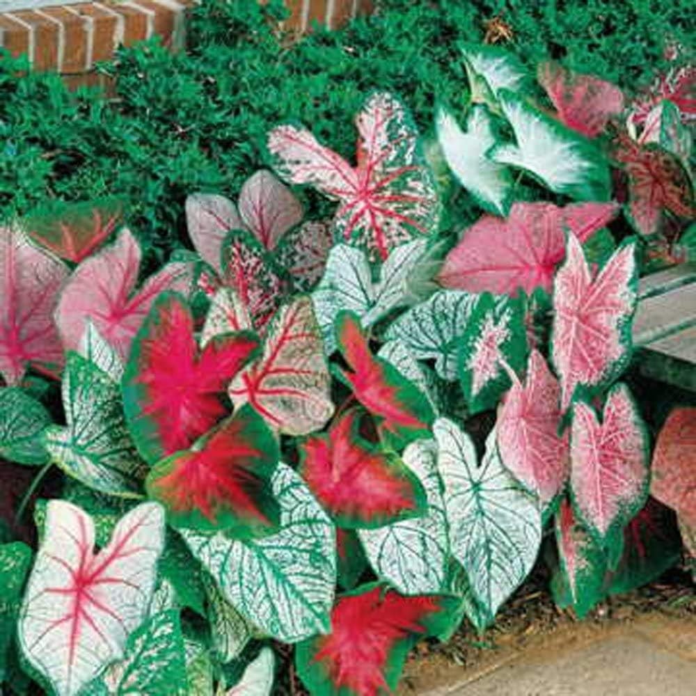 10 Count Caladium Bulbs – Easy Perennial Plants with Bold Color for Any Setting