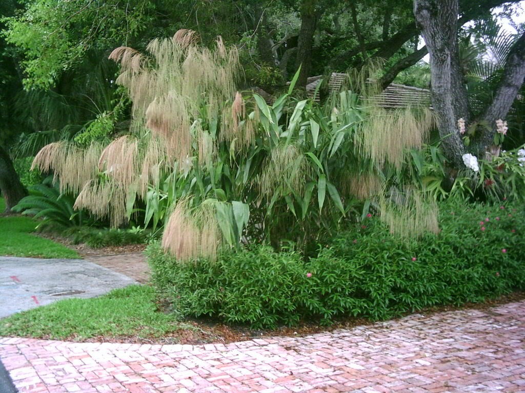 Thysanolaena Maxima 200+ Seeds, Tiger Broom Garden Grass, Nepali T. Latifolia