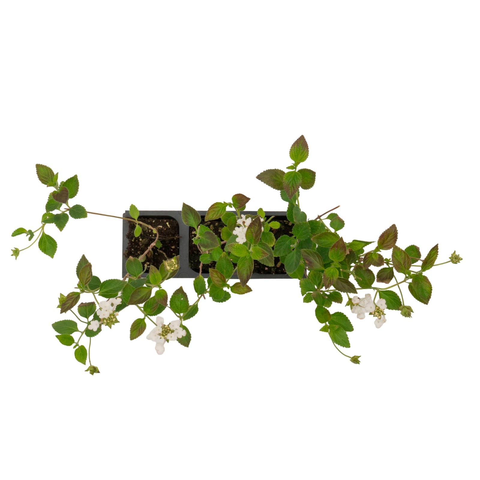 Trailing White Lantana, Live Plants (Lantana Montevidensis) in 2.5″ Nursery Cube