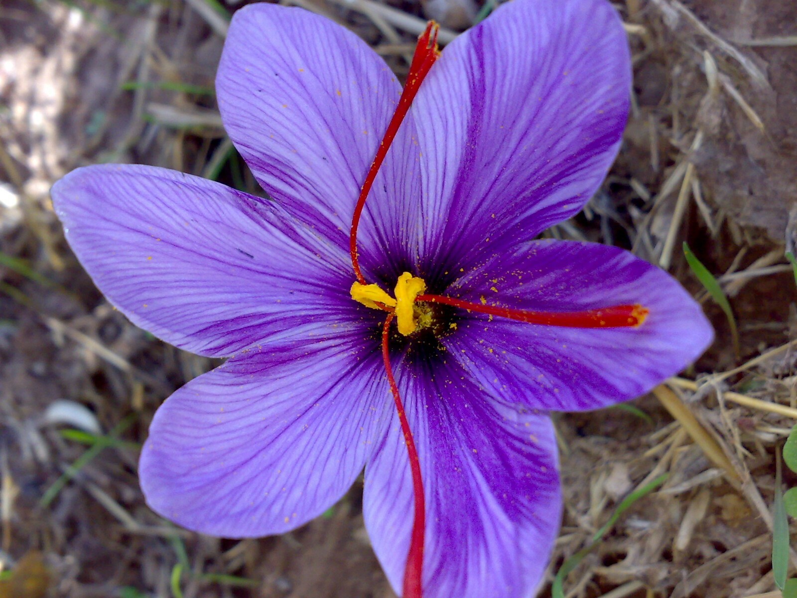 Saffron Spice live plant seed Fresh harvest Grade A Rare seedpack 25+ pack USA
