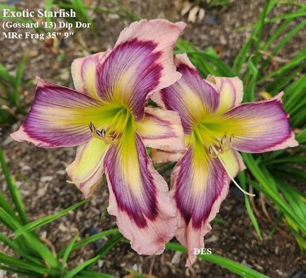 Daylily ~ EXOTIC STARFISH ~ Gorgeous Rebloomer – DF- Daylilies