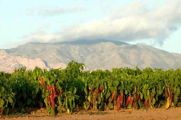Barker’s New Mexico hot pepper seeds non-gmo heirloom open pollinated HOTTEST!