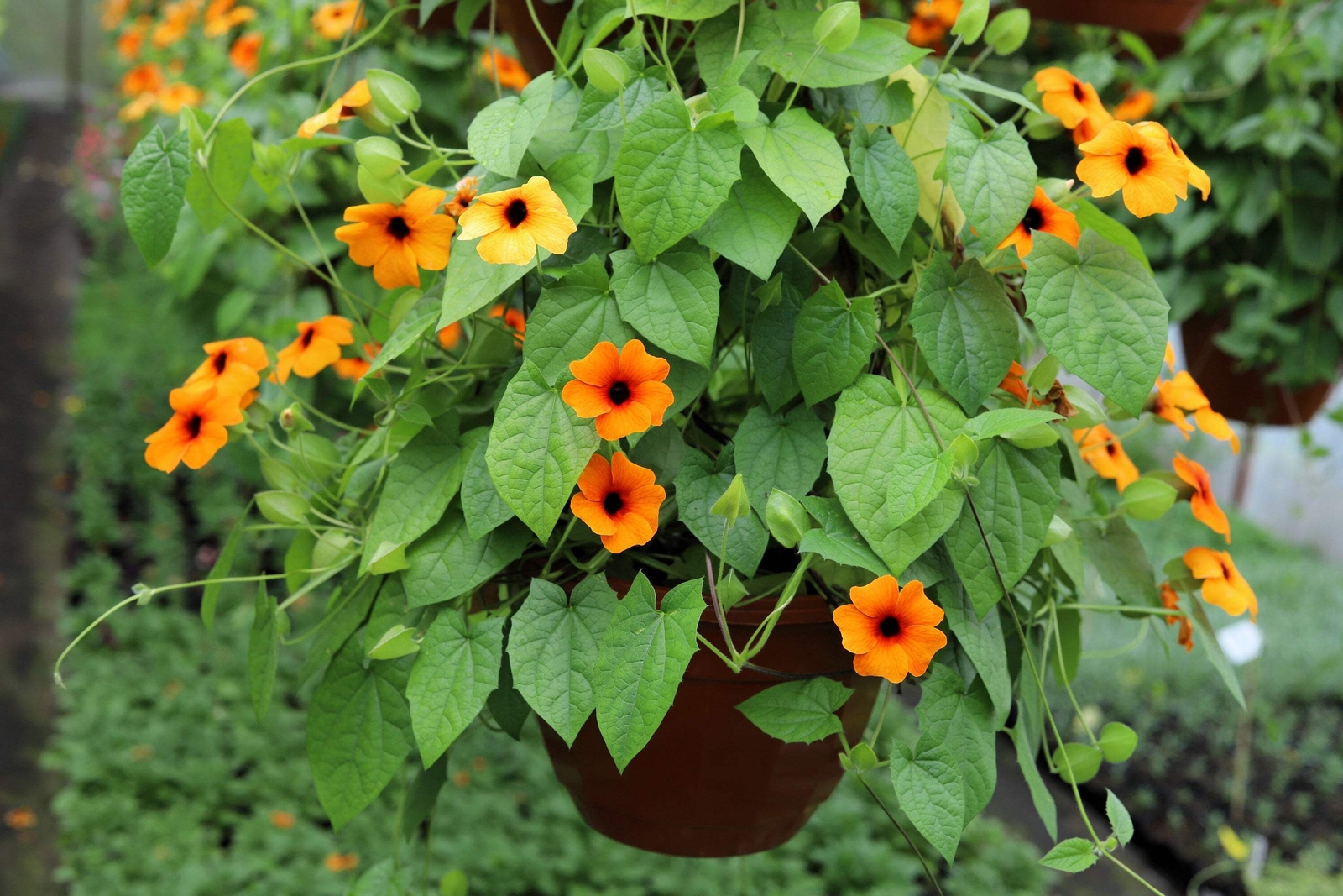 25 MIXED THUNBERGIA Alata VINE Black Eyed Susan Orange White Yellow Flower Seeds