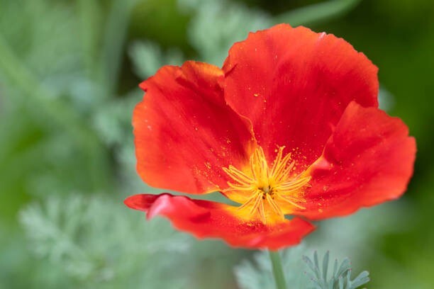 100 RED CHIEF CALIFORNIA POPPY SEEDS | 2026 SALE FREE SHIPPING NON GMO HEIRLOOM