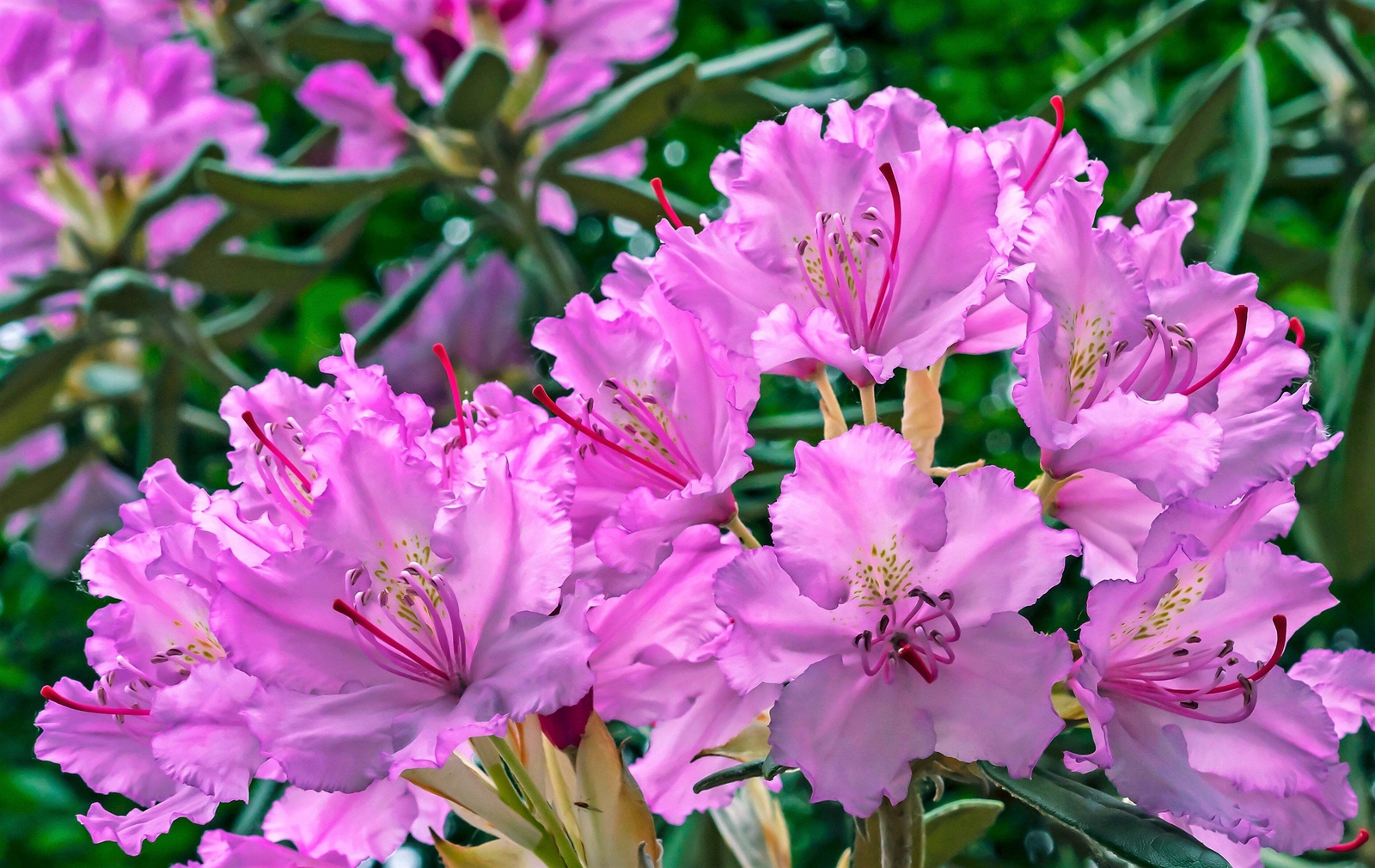 50 MIXED HYBRIDS RHODODENDRON spp Mixed Colors Flower Sun Shade Bush Shrub Seeds