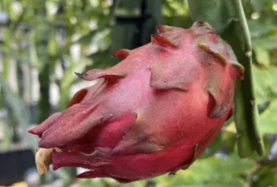 5 Rare DRAGON FRUIT CUTTING 8-12 Inches Check Description