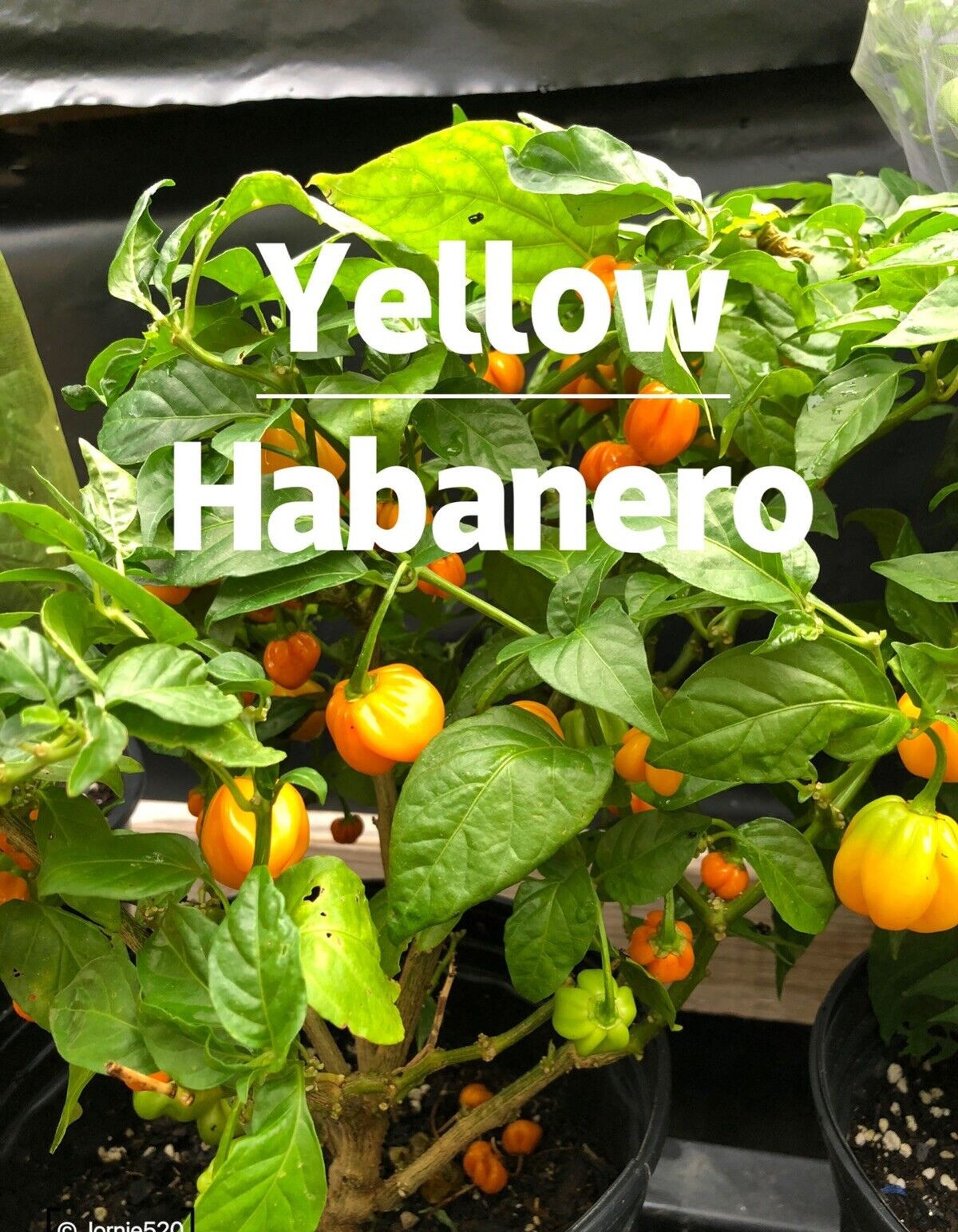 RARE✿ Heirloom Yellow Habanero Hot Pepper 15 Seeds ●Ribbed Pods ●Heavy Producers