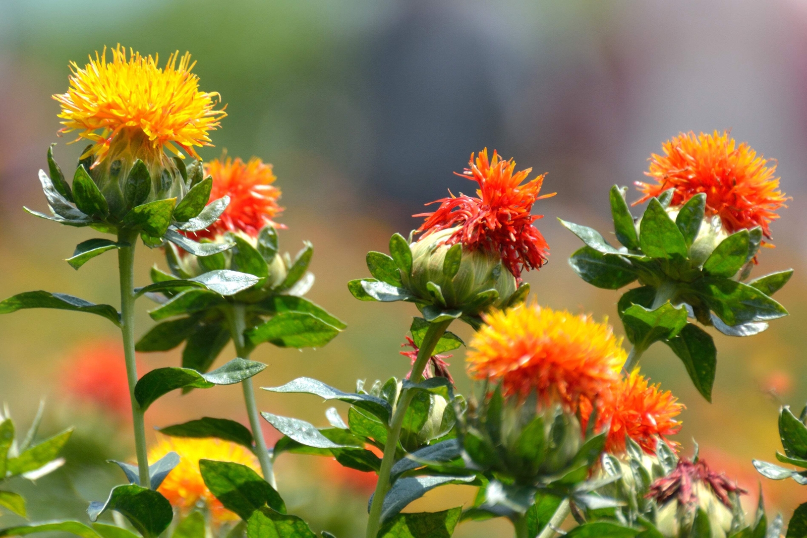 300 SAFFLOWER Saffron Carthamus Tinctorius Yellow Orange Flower Seeds *Comb S/H