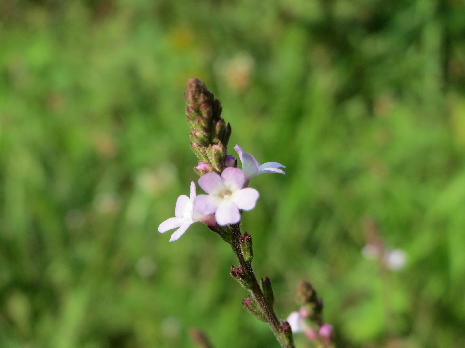 100 True Vervain Seeds – Verbena officinalis – Medicinal Herb and Lovely Flower!
