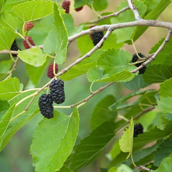 Mojo Berry Dwarf Mulberry (Moris sp.) – 1 TC Plant/Plug -4-8 in- Edible Fruit!!!